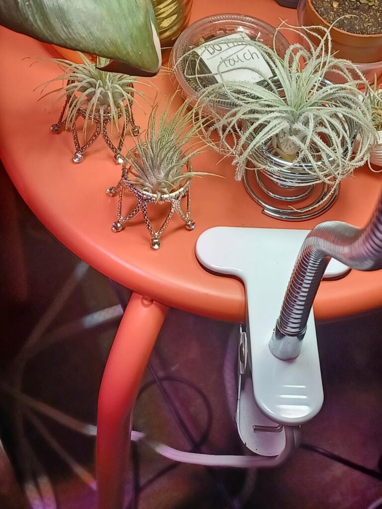 Is metal air plant holders really really toxic to air plants?🙁😮‍💨🤦‍♂️🙄