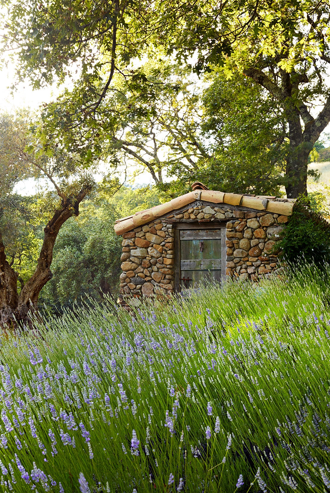 lavender field