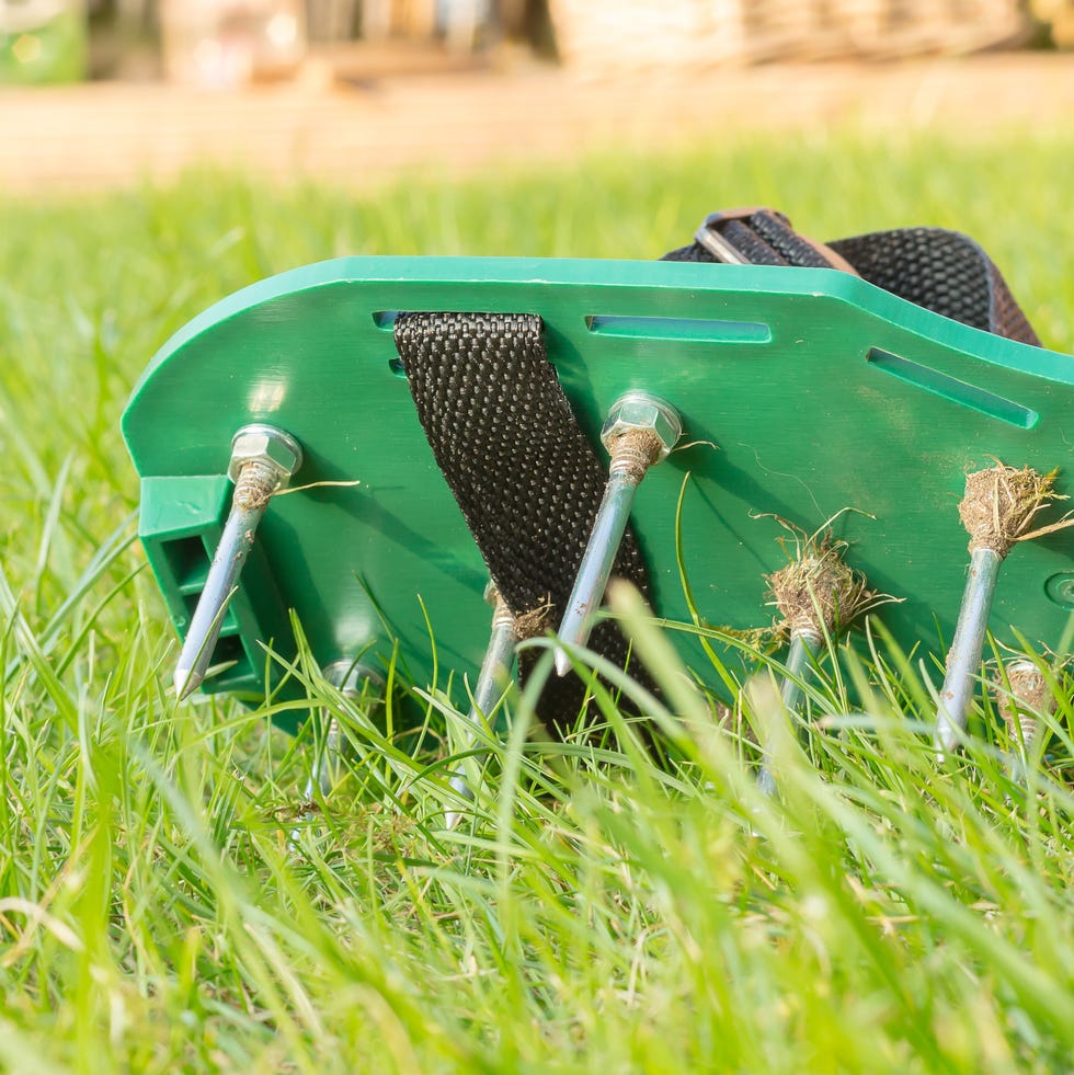 lawn aerating shoes with metal spikes. used to improve the quality of the grass growth. closeup of the green shoe with its spikes and screws.