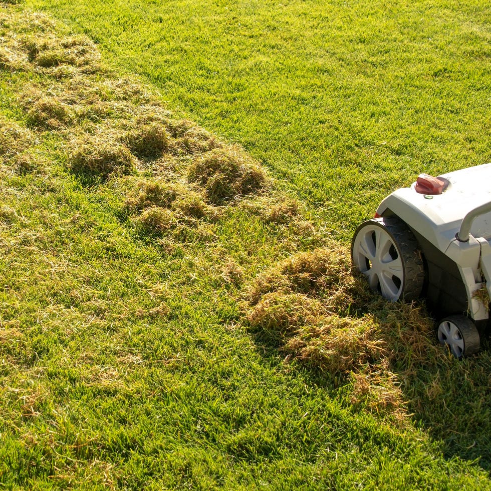 a lawn scarifier, sometimes referred to as a 'dethatcher', is a garden tool that is designed to cut through the soil, helping to remove dead moss and other debris like grass cuttings.