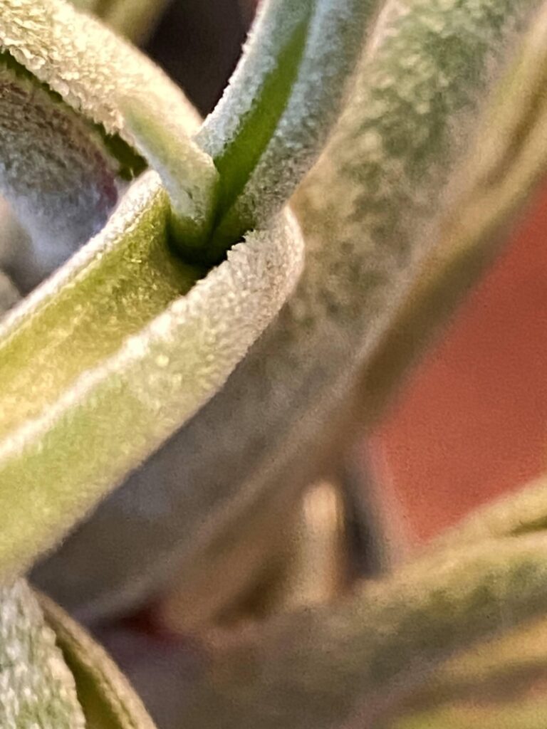 March 29, 2026 Weekly T caput medusae update