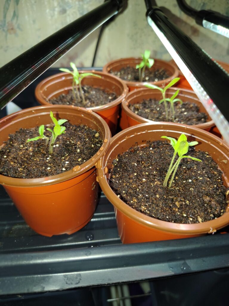 1 week since planting