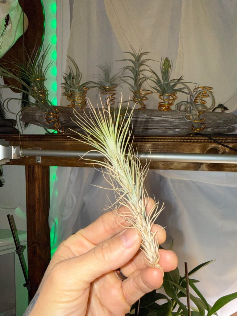 Funkiana looking funky