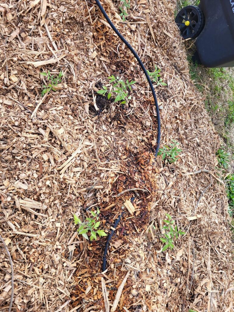 Normal size? Planted seeds around feb 12th