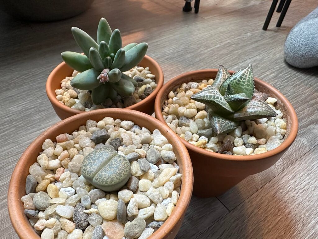 Absolute HAUL from local grocery stores.