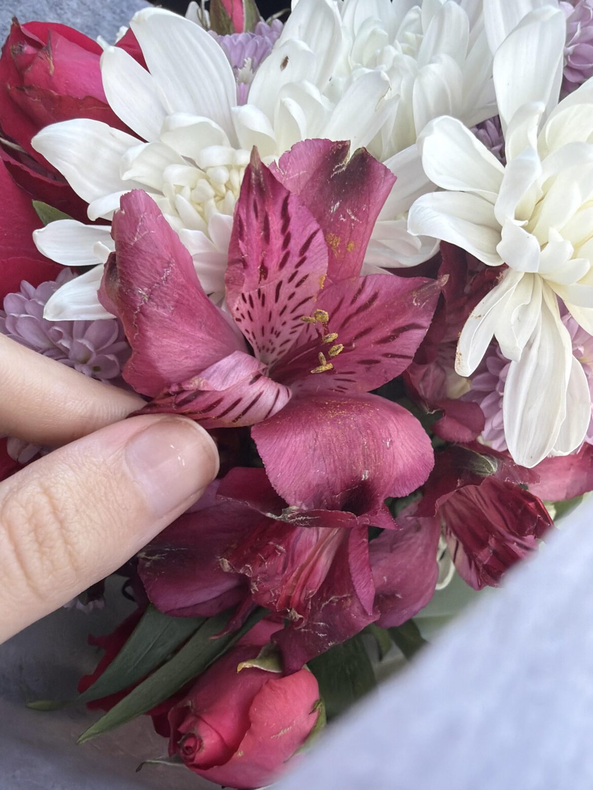 Cat bit this flower!!