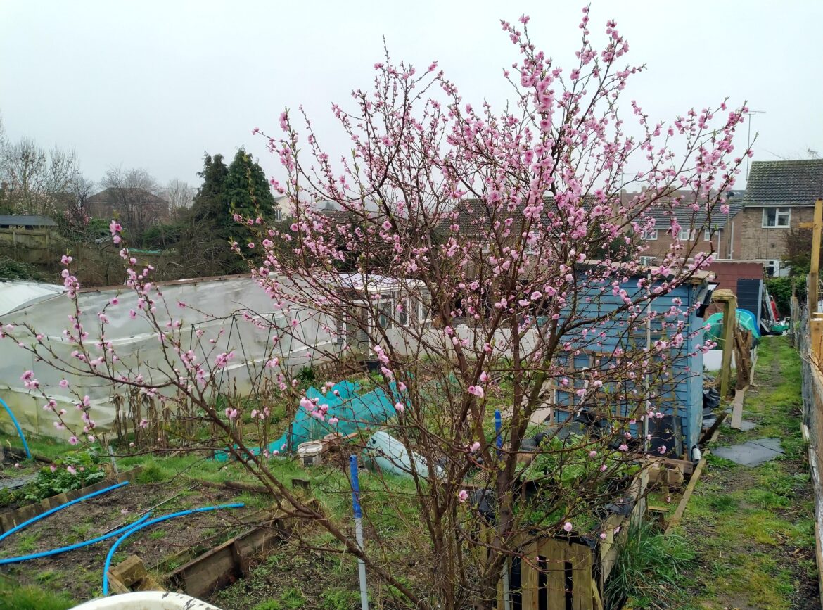 Seed-grown nectarine