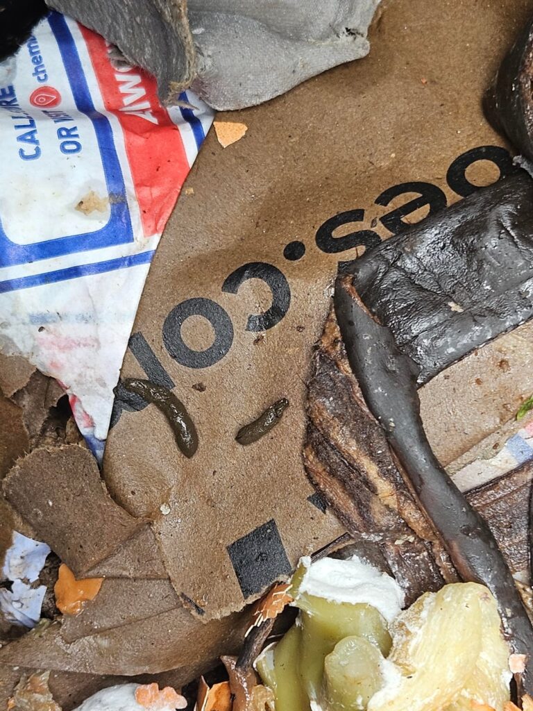 Compost critter – what is it? Compost critter - what is it?