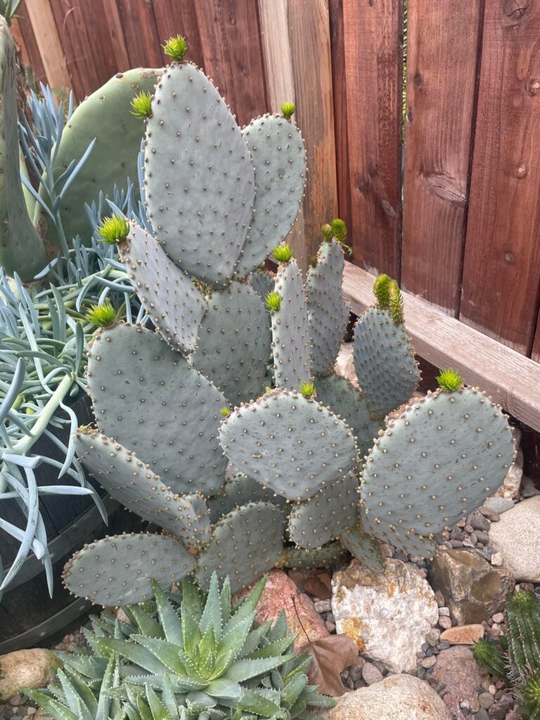 Opuntia Santa Rita