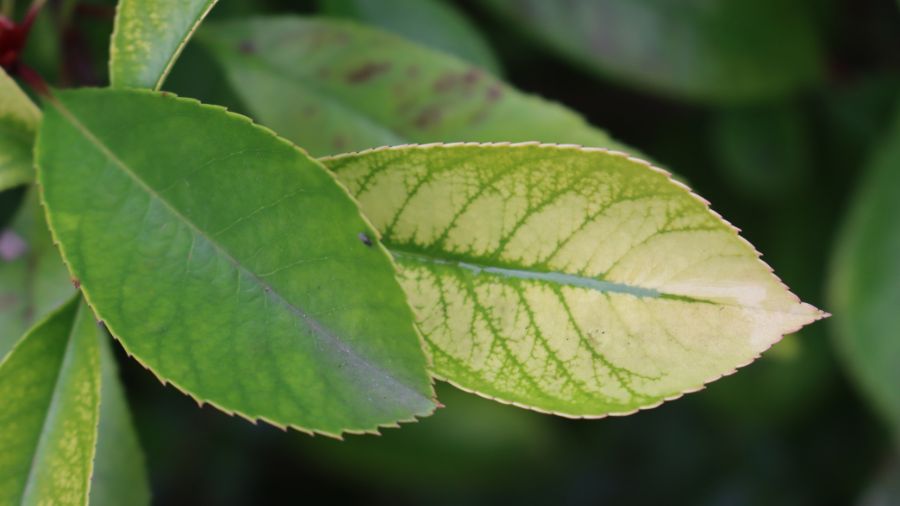 Iron chlorosis and how it affects the color of tree leaves in Utah Close-up of iron chlorosis disease on photinia hedge in a garden....