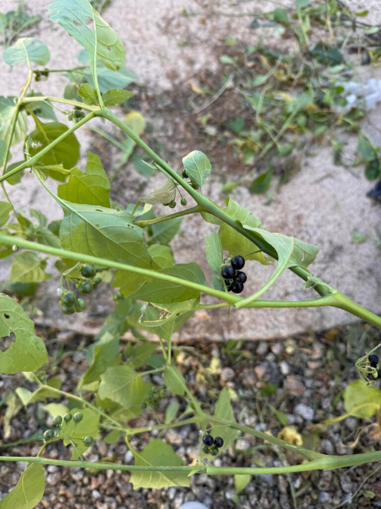 What is this weed with berries growing in Phoenix?