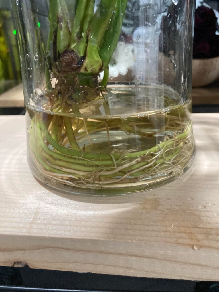 Whats causing my water propagated piece lily to rot? Whats causing my water propagated piece lily to rot?
