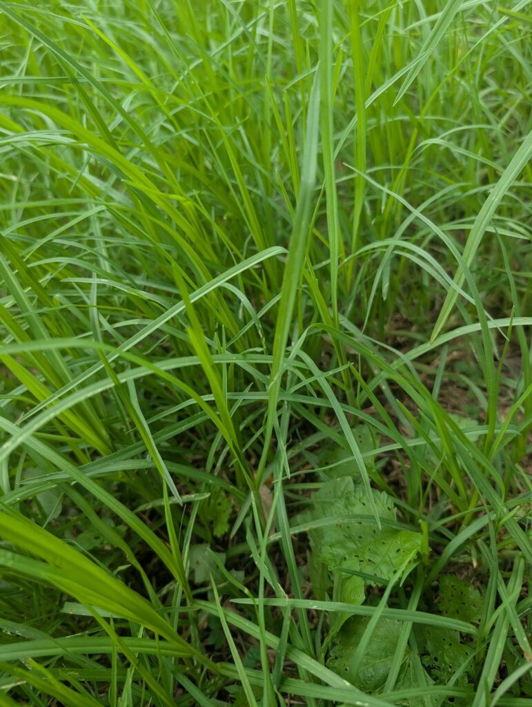 Identifying lawn grass