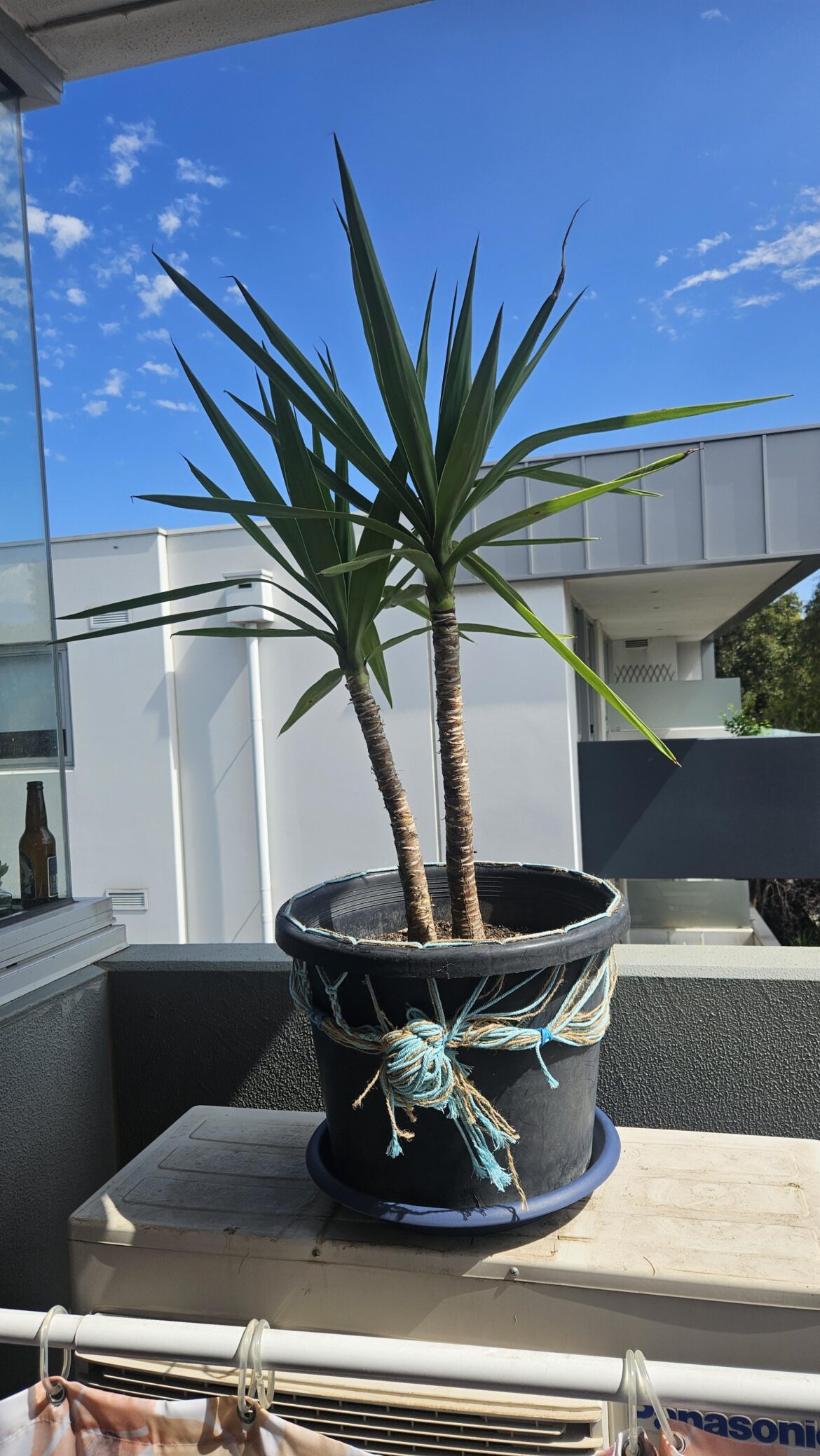 Should I cut these yuccas and replant or leave them tall? Should I cut these yuccas and replant or leave them tall?