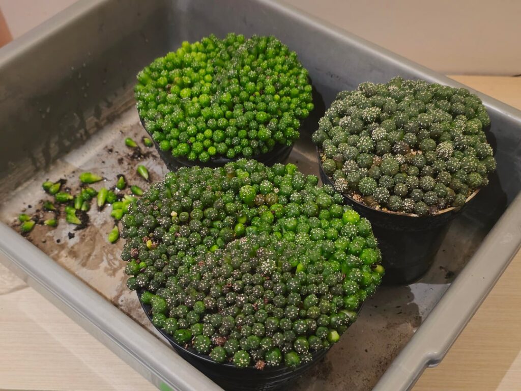 Repotting time would be so much "fun" 🥴😭