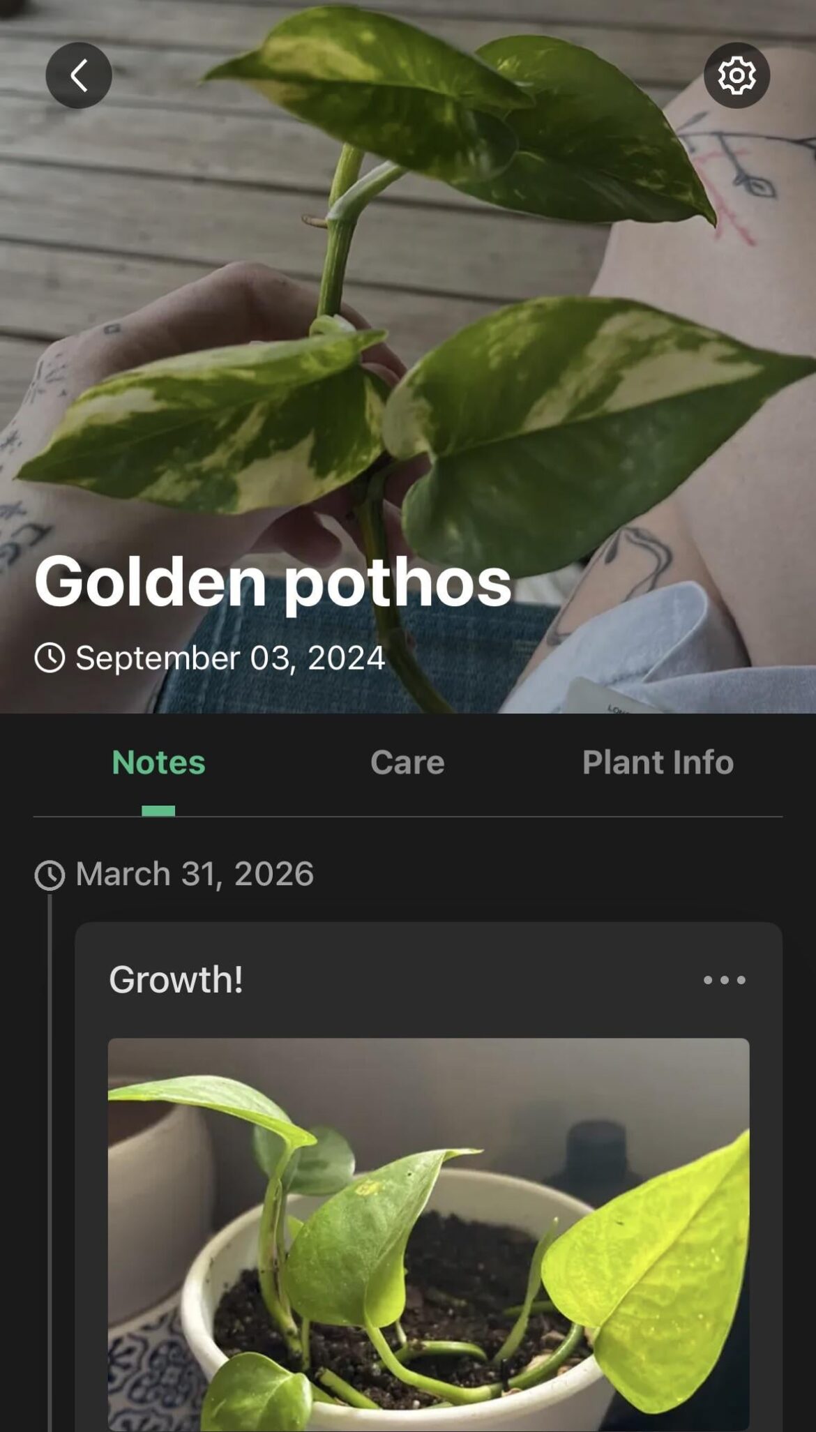 Golden pothos lost its white(?)