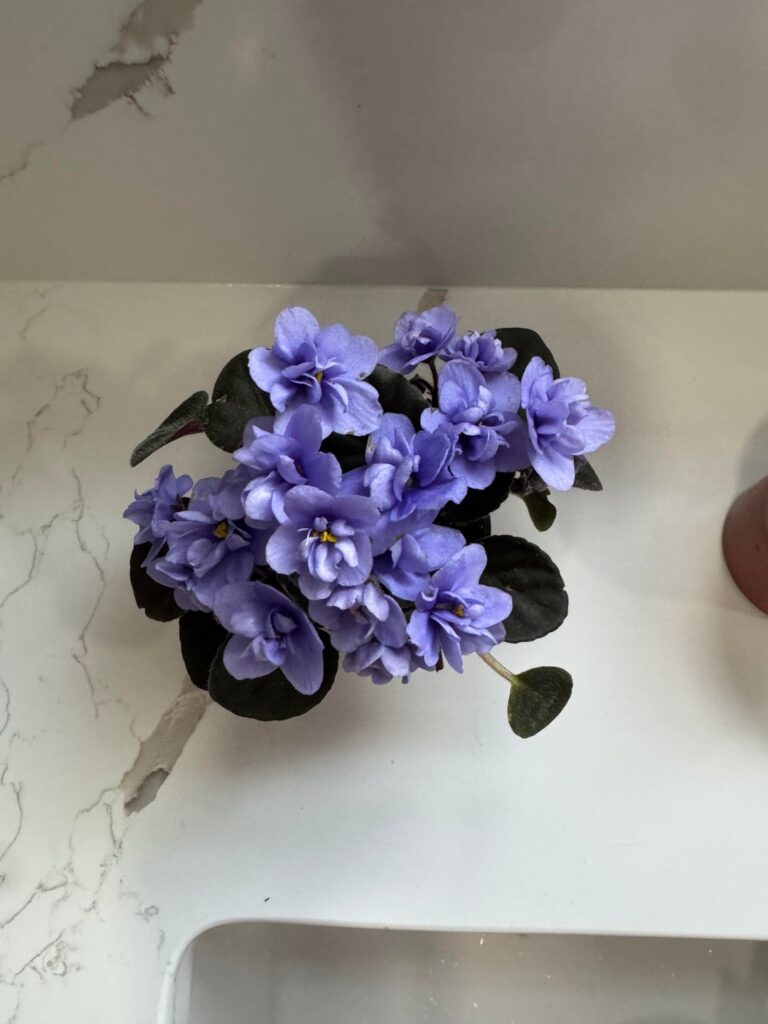 Bought my first African Violet today