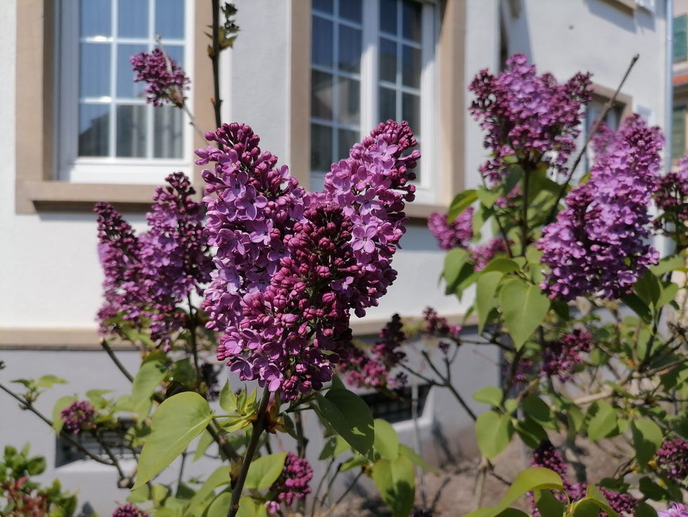 Lilac wisteria winds along the balcony and facade of the city house. France lilac wisteria winds along the balcony and facade of the city house. france