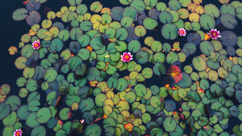 An overhead view of water lilies growing in a pond with some bright pink flowers in bloom