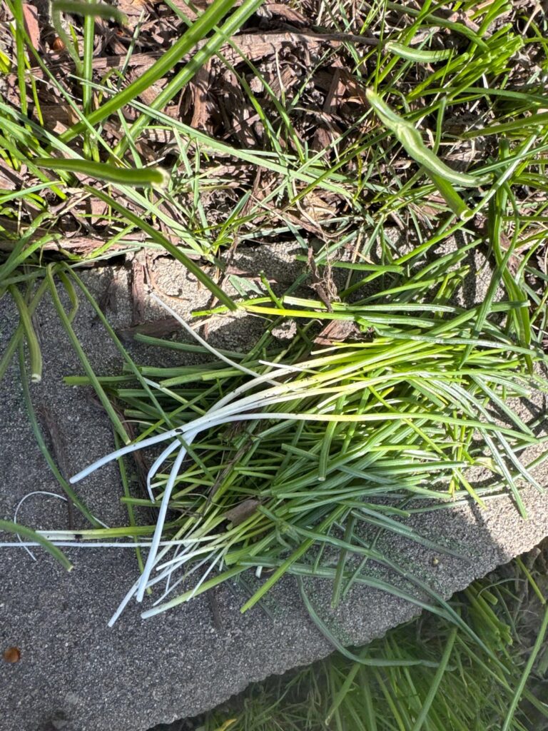 Boise, Idaho (North End) - What weed is this?
