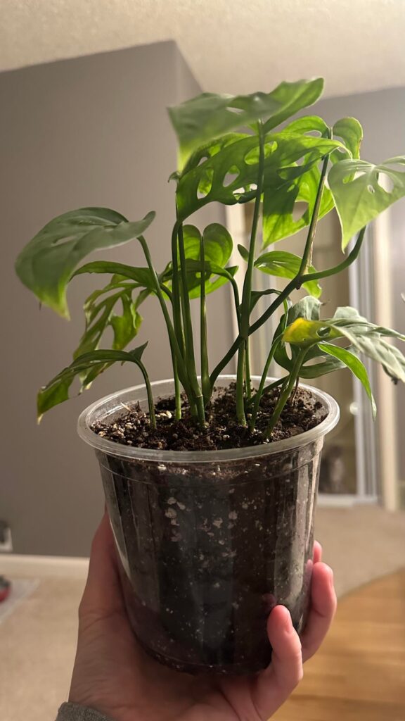 How many plants are in my pot?