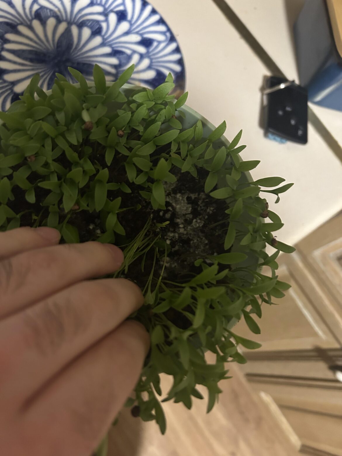 How to get rid of this mold?
