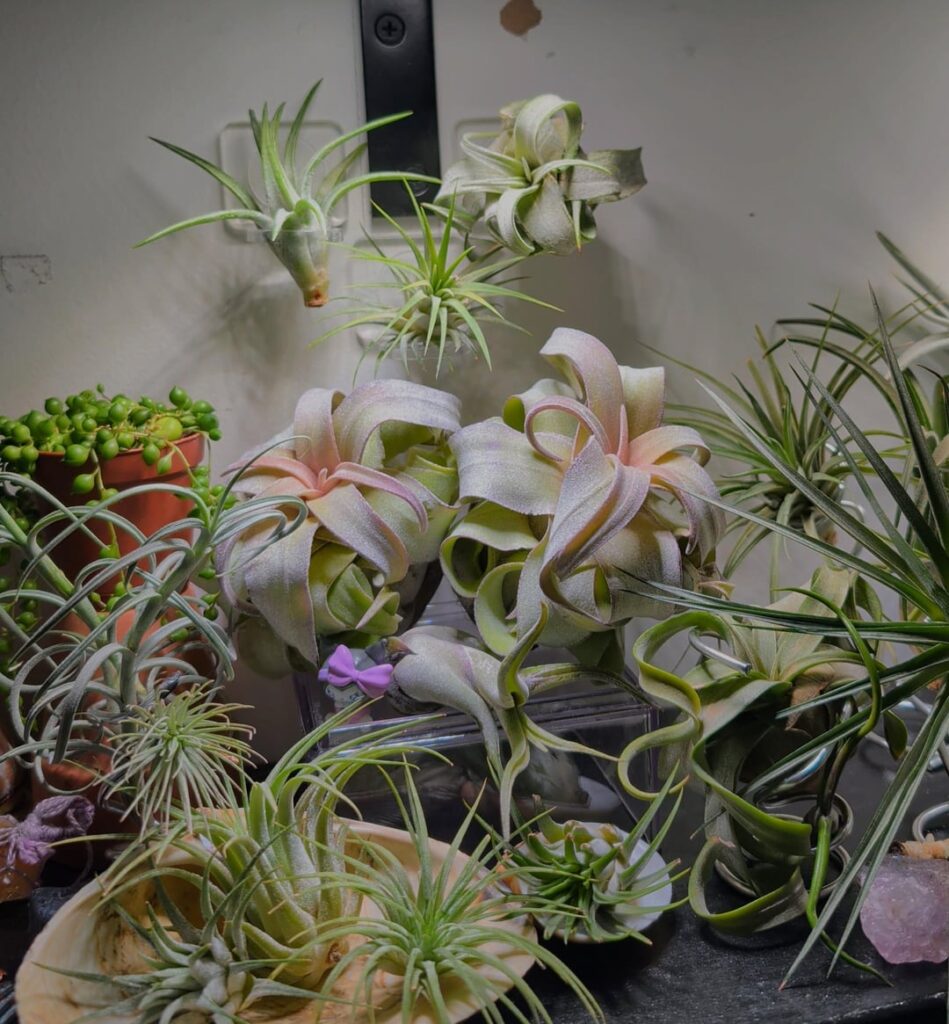 Streptophylla Pink