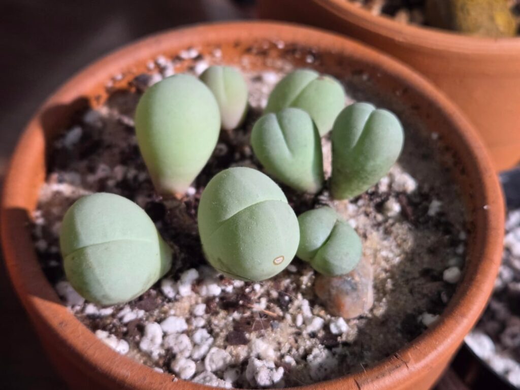 Conophytum questions