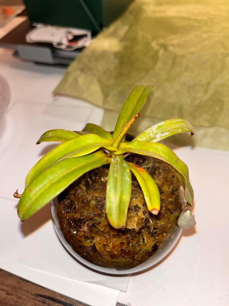 ID’ing this Nepenthes?