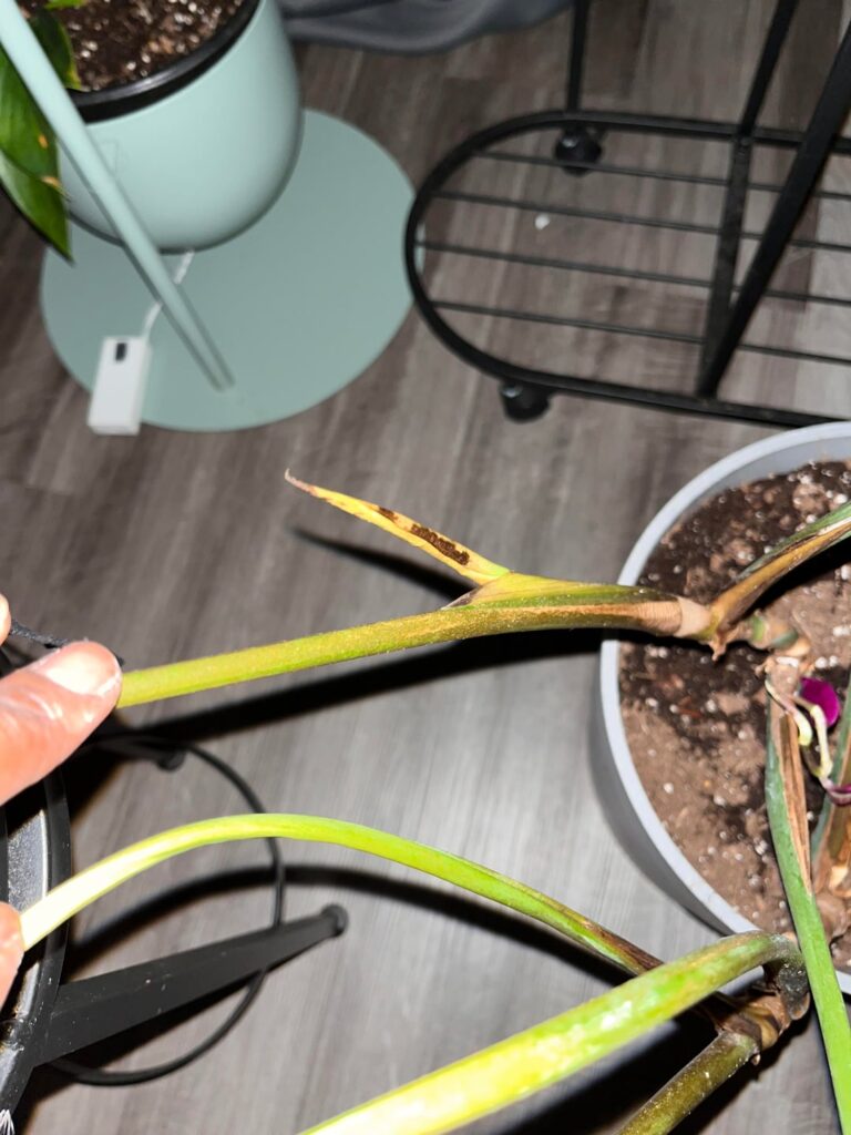 Disaster mitigation for Monstera