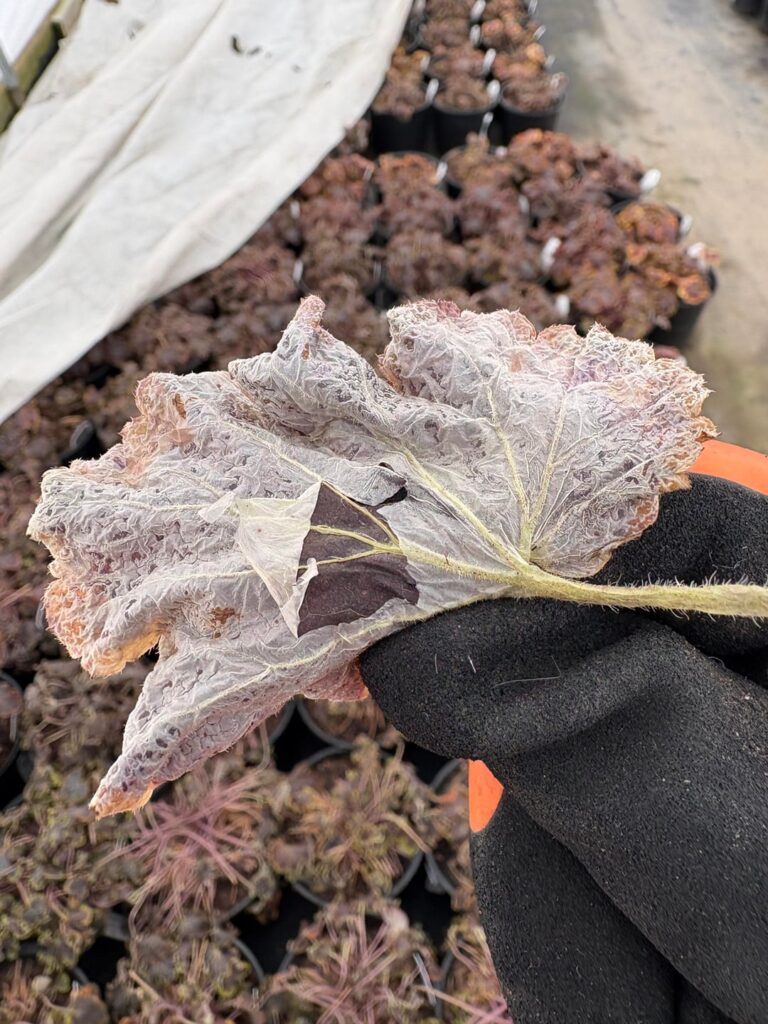 Plant problem