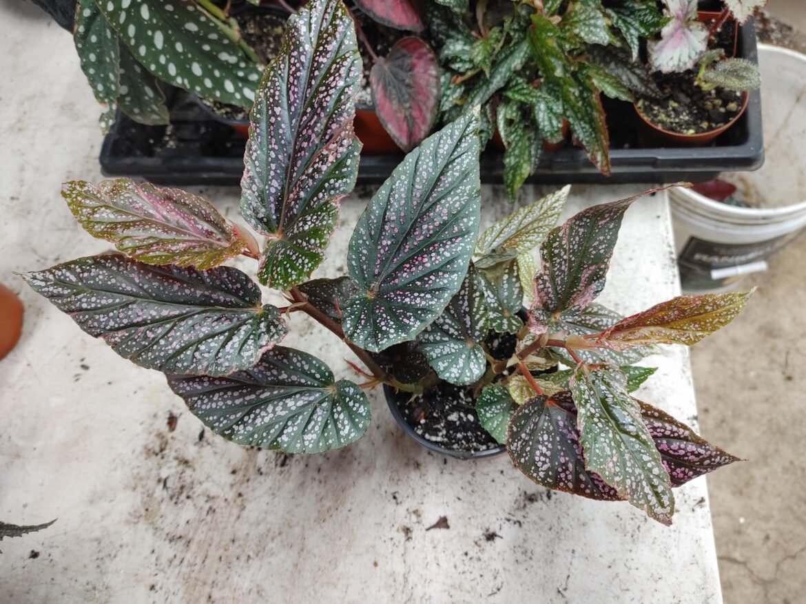 Pink "variegation" and deformity on both my B. 'Benigo' and B. 'Snow Capped'. I'm thinking something's up. Can anyone please tell me what might be going on?