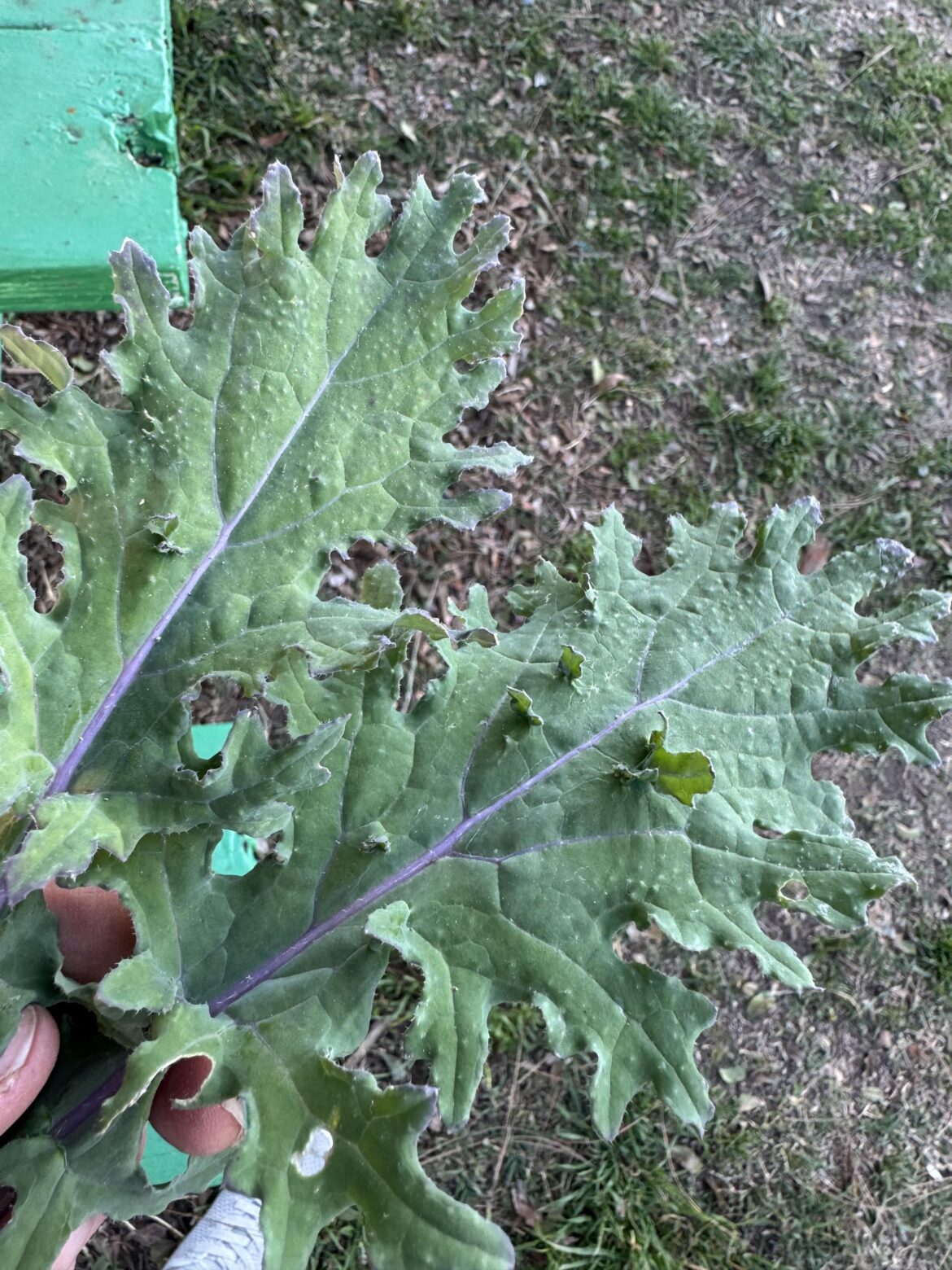 Anyone recognize this bumpiness on kale?