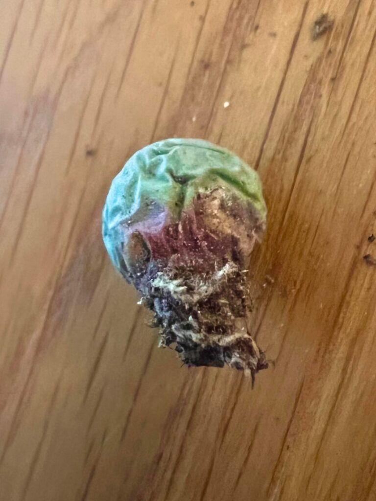 help with this conophytum? help with this conophytum?