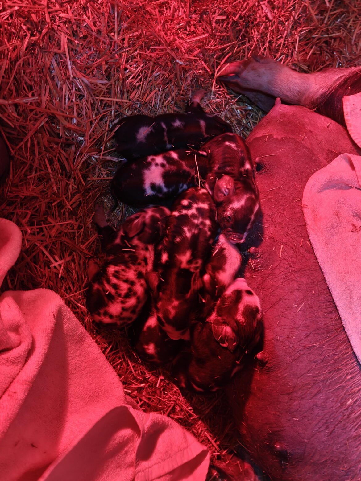 Kune June piglets