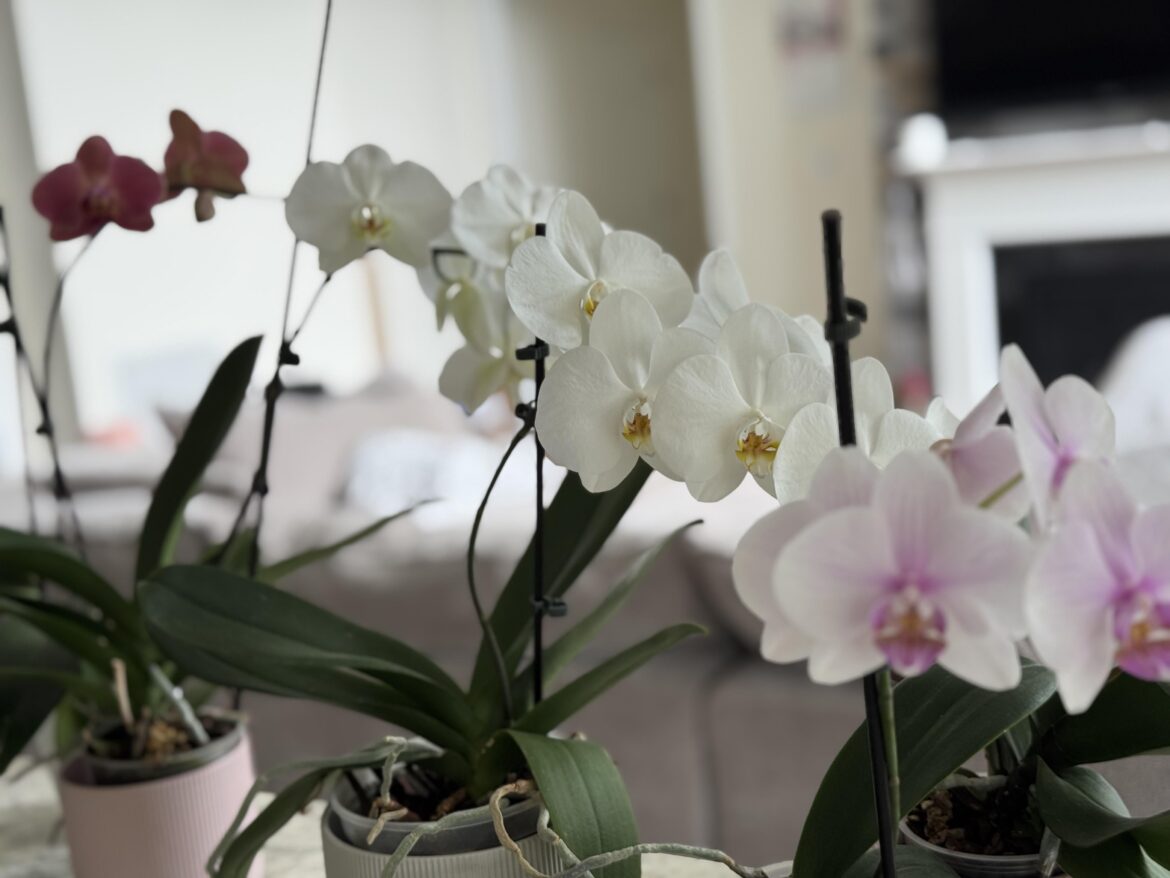 What is next after Phalaenopsis?