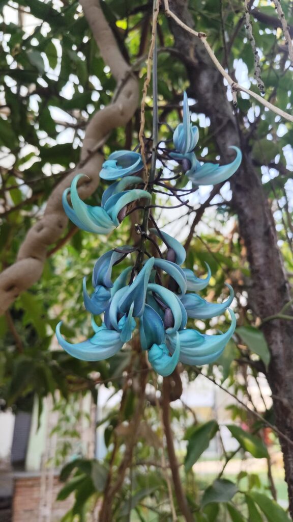 Jade vine propagation experiment
