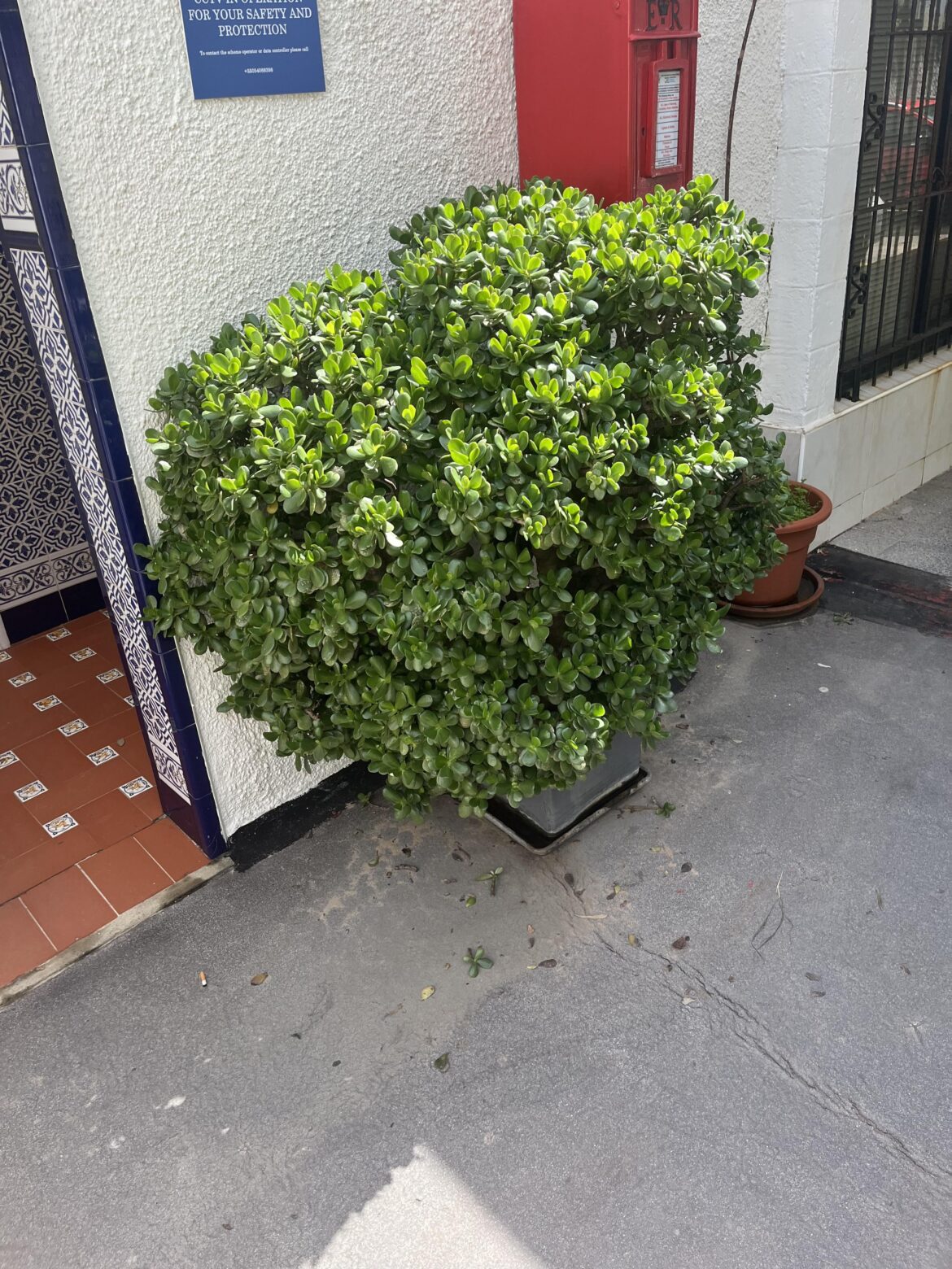 Massive jade