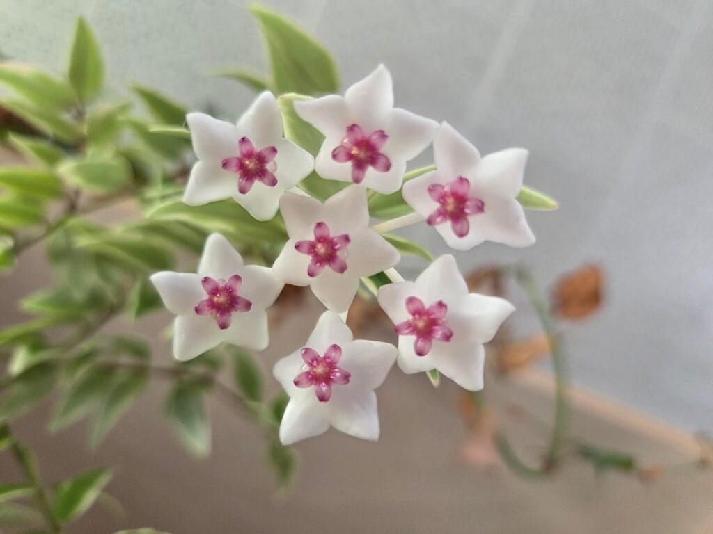 Flowers on vari. Bella