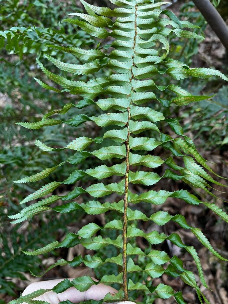 Curly fern?