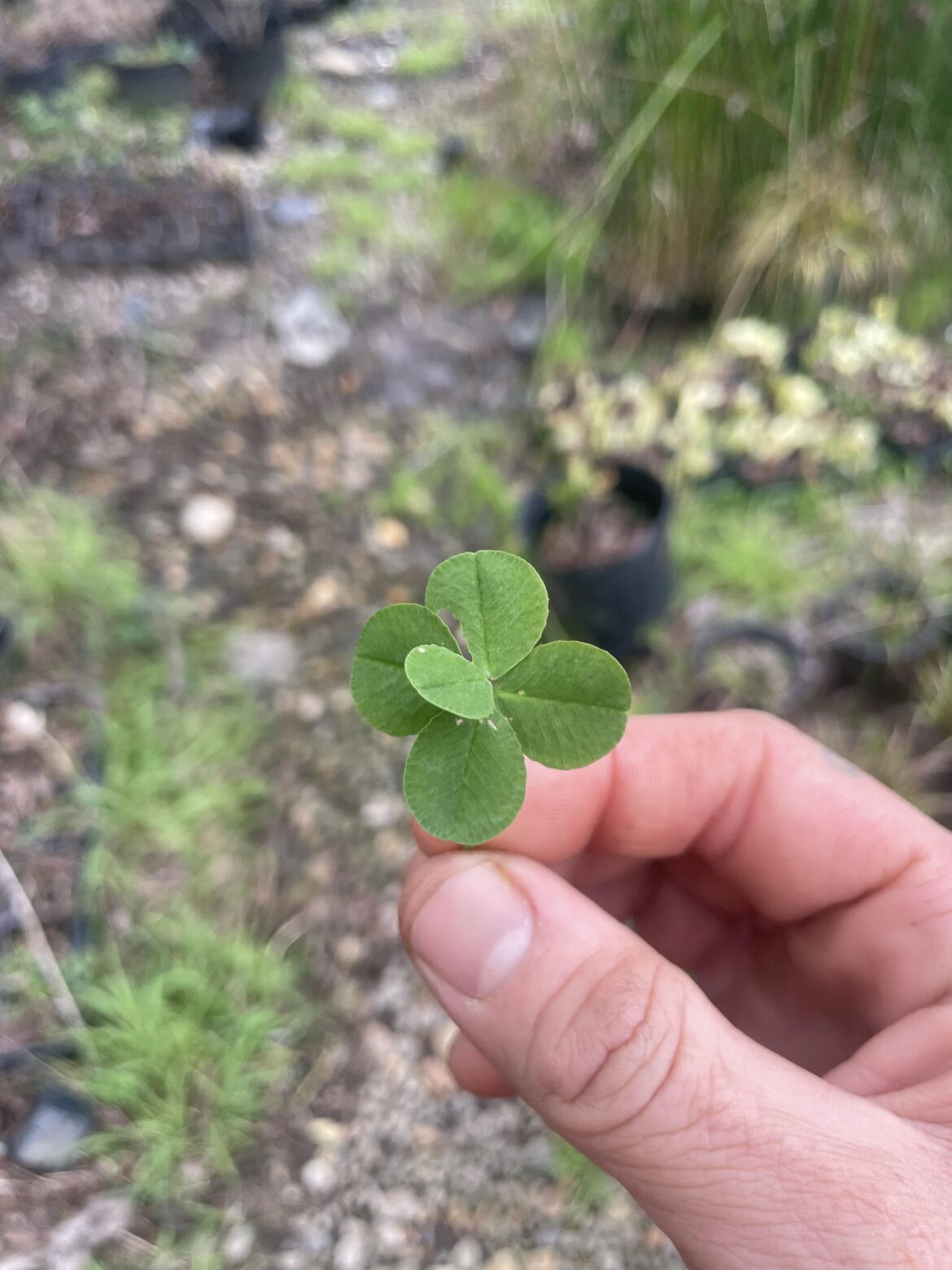 Found a 5 leaf clover.