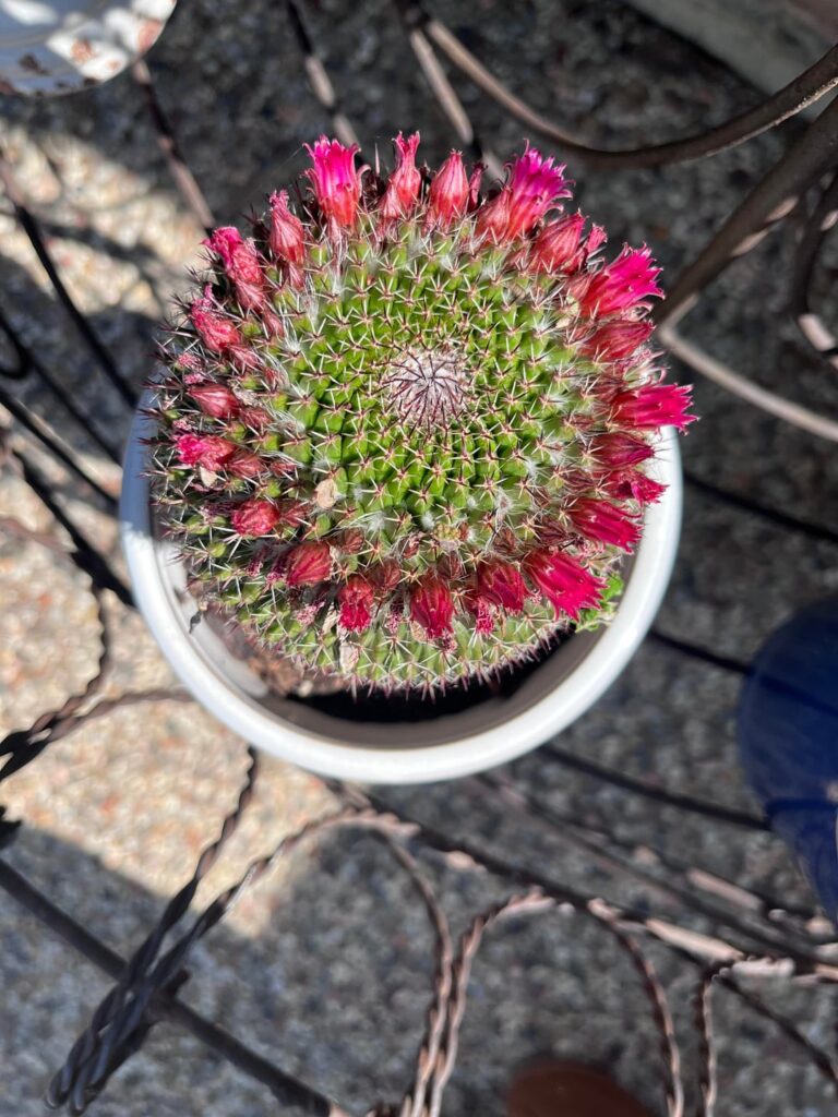 Blooms!