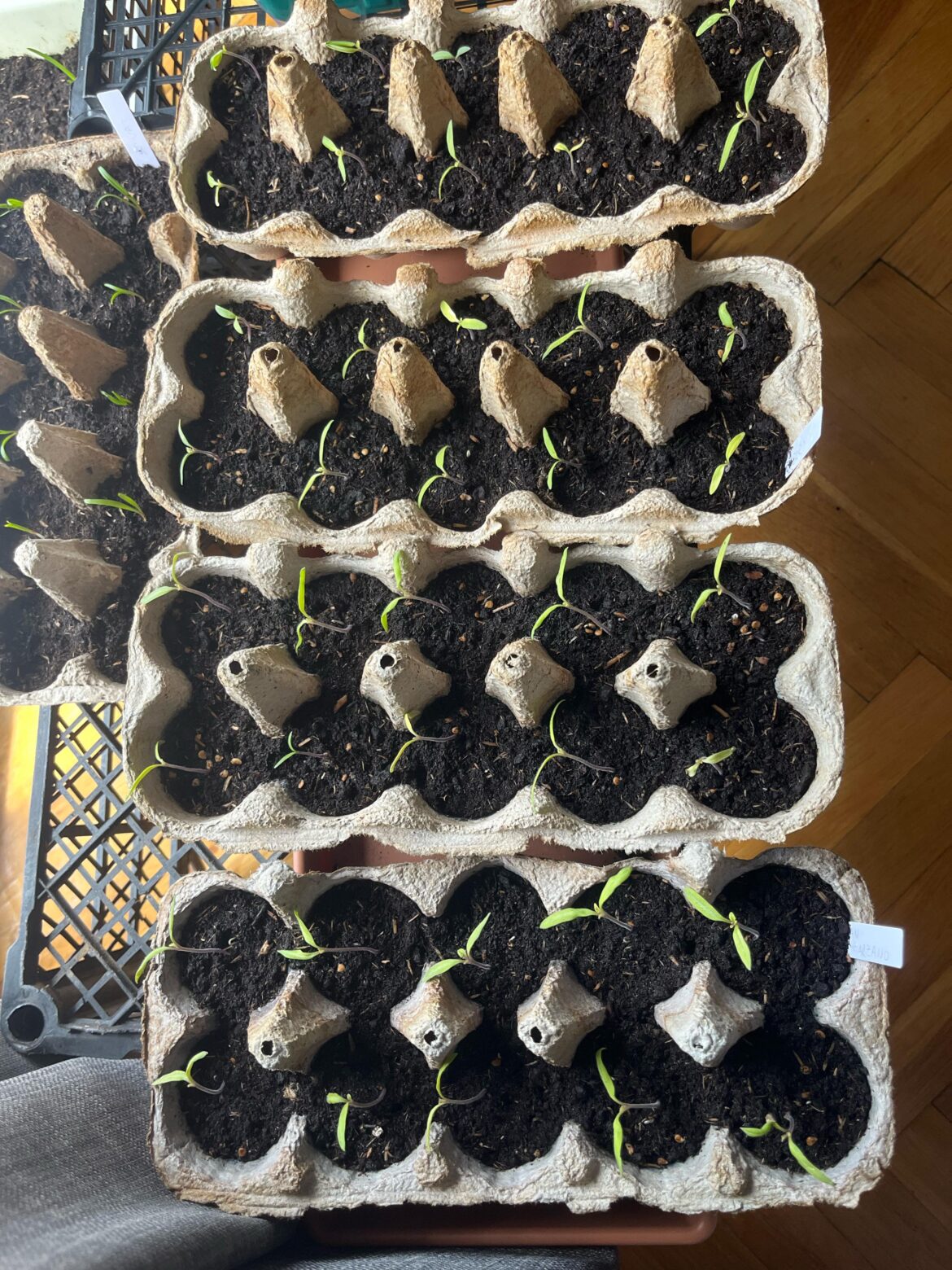 At what point do I transplant these tomatoes?