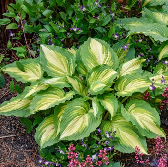 love story hosta