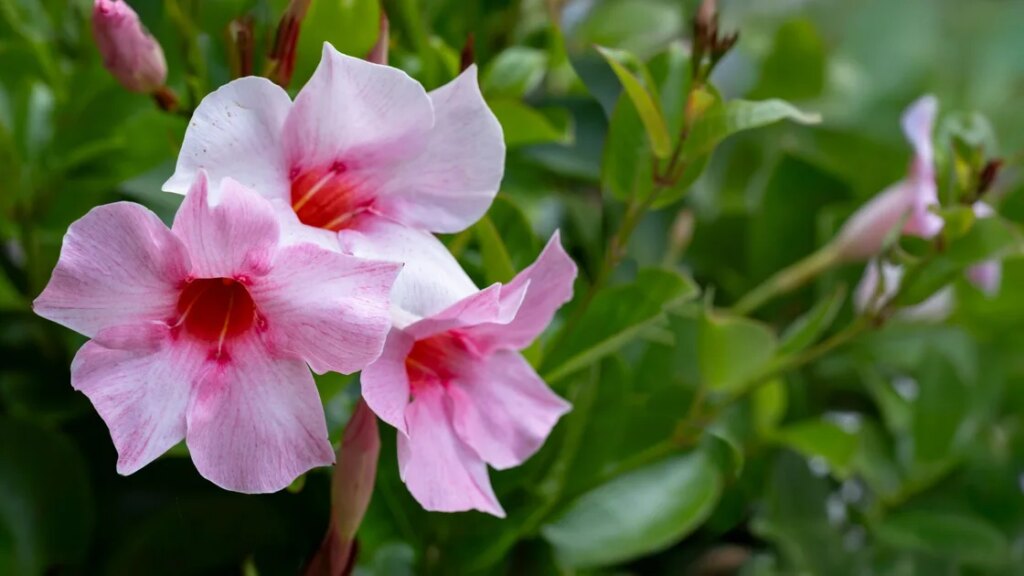 27 low-maintenance plants for an easy to grow garden 27 low-maintenance plants for an easy to grow garden