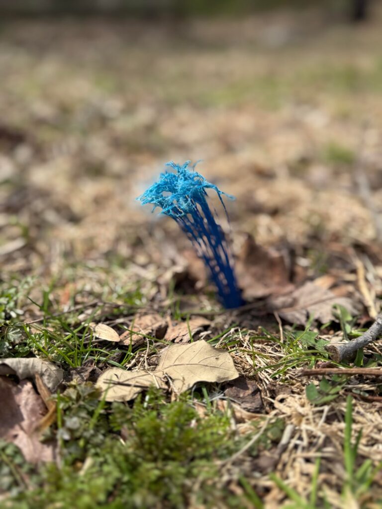 Plant? Fungus? Alien?