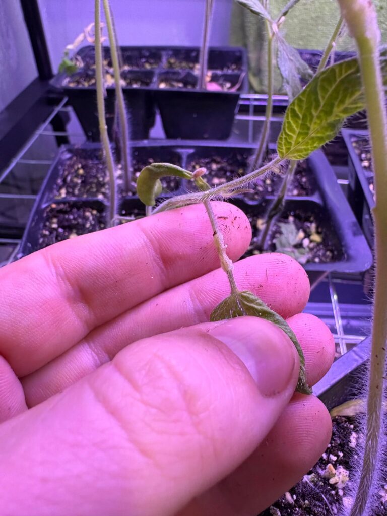 What is this on the stems? Bug, disease?
