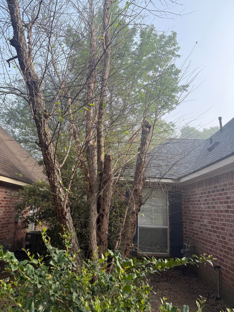 Is this tree a goner?