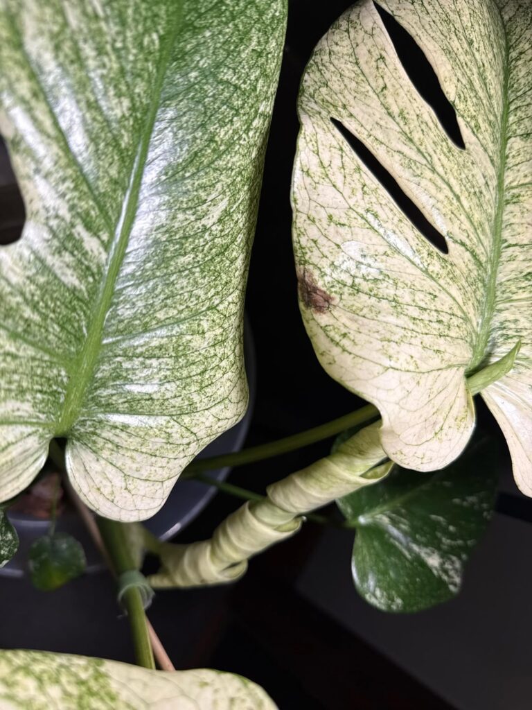 What’s wrong with mint