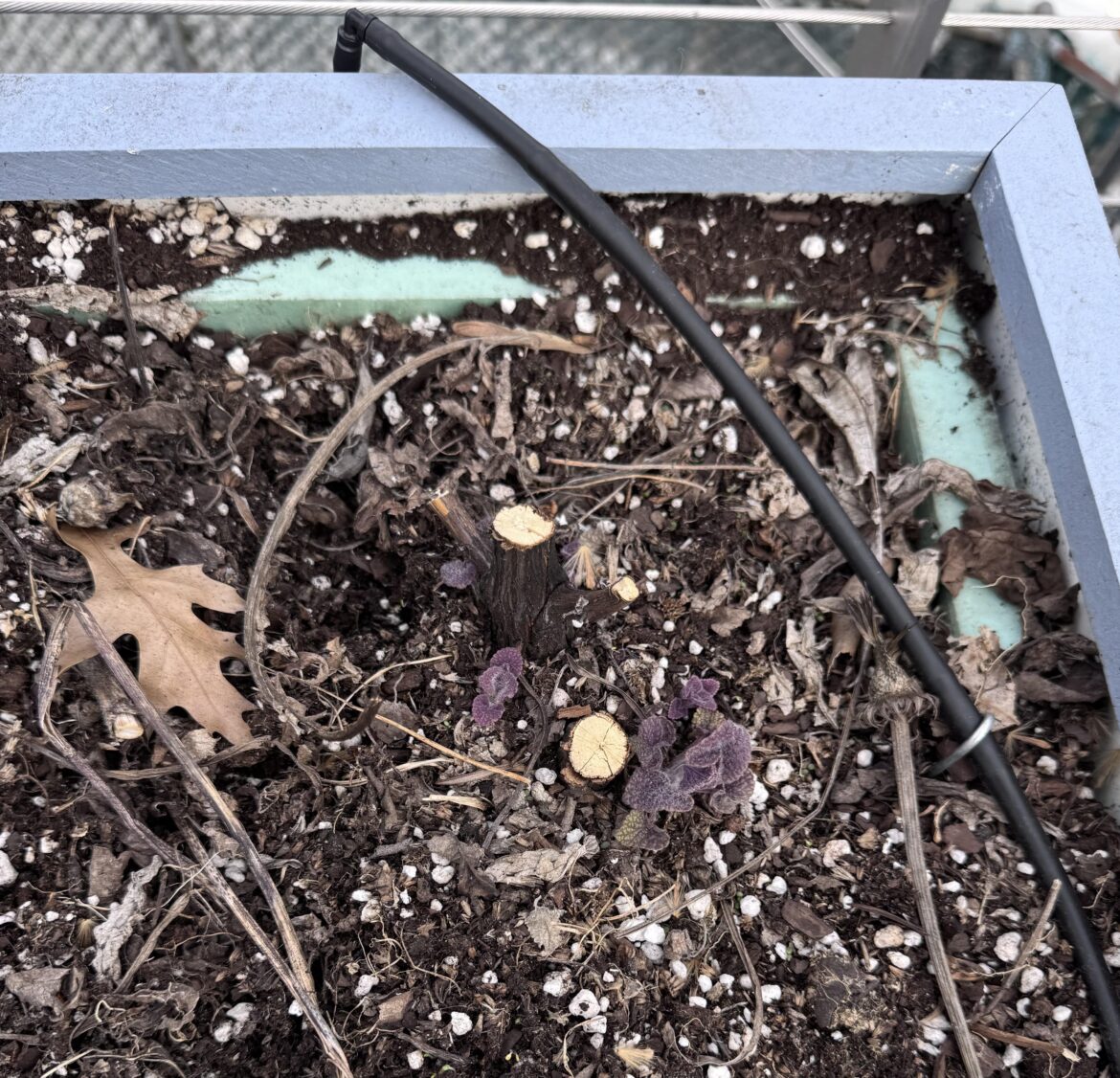 Perennials “sinking” in containers: lift them up? Perennials “sinking” in containers: lift them up?